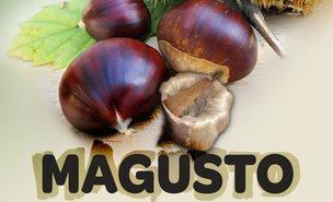 magusto_2017__002_