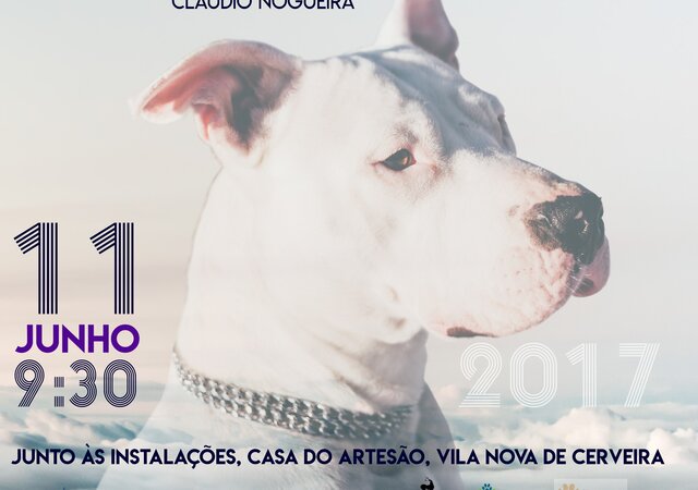 a3_cartaz_caes_de_um_deus_menor_jpg