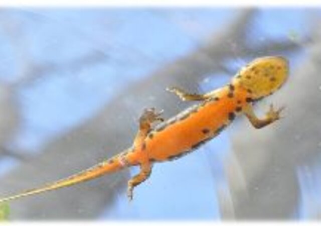 -O_Trit_o-de-Ventre-Laranja-