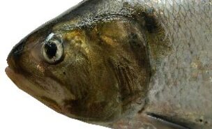 -O_Trimestre_do_S_vel-