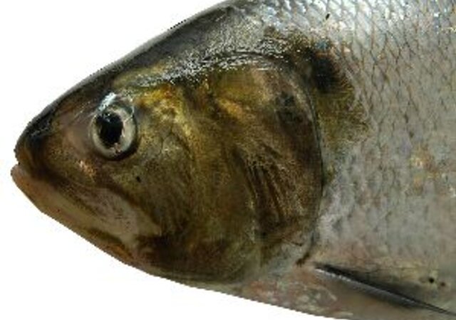 -O_Trimestre_do_S_vel-