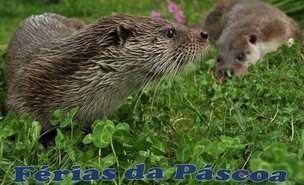 F_rias_da_Pascoa_2018_Aquamuseu