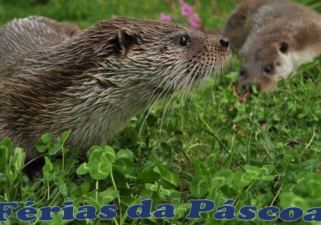F_rias_da_Pascoa_2018_Aquamuseu