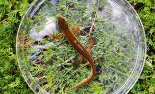 EXPOSI__O_AQUAMUSEU_-_Trit_o-palmado