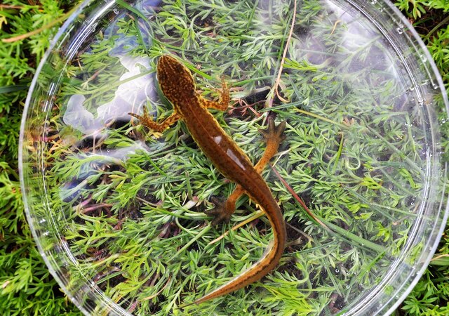 EXPOSI__O_AQUAMUSEU_-_Trit_o-palmado