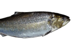 EXPOSI__O_AQUAMUSEU_-_S_vel