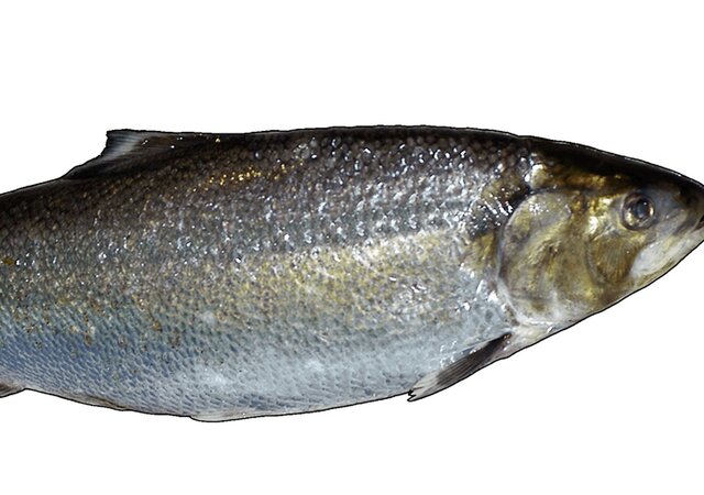 EXPOSI__O_AQUAMUSEU_-_S_vel