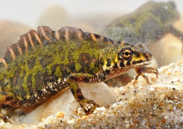 EXPOSI__O_-_AQUAMUSEU_-_Trit_o-marmorado