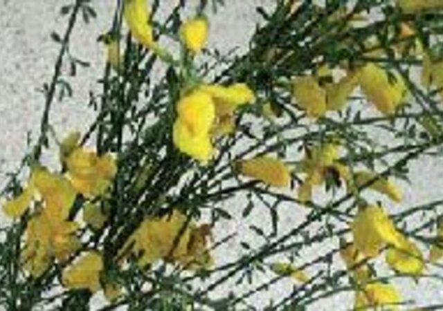 Coloca__o_de_Maias_nas_Moradias_da_Freguesia