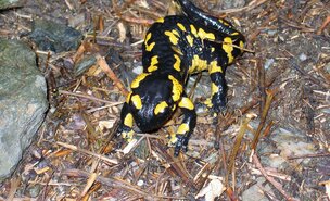 salamandra3