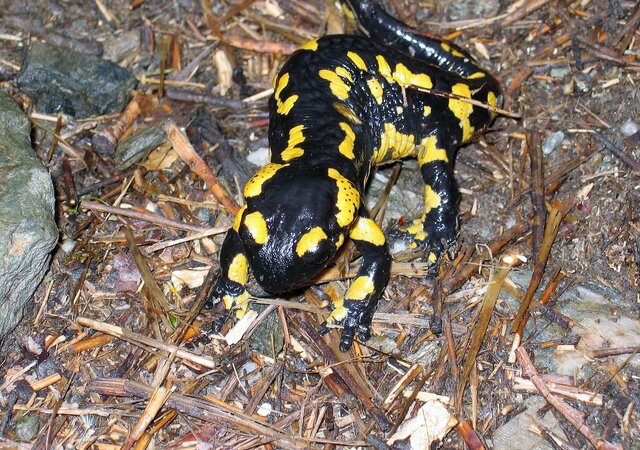 salamandra3