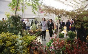 mostra_cultivos_tomino