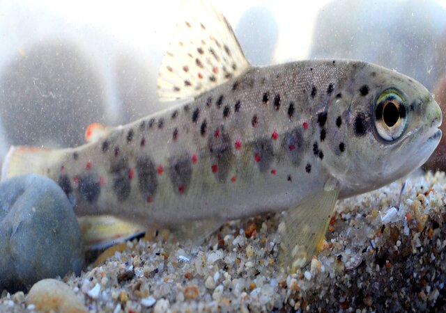 EXPOSI__O_TRUTA_COMUM