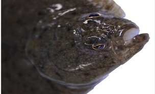 solha___exposicao_trimestral