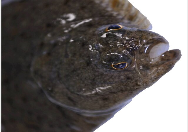 solha___exposicao_trimestral