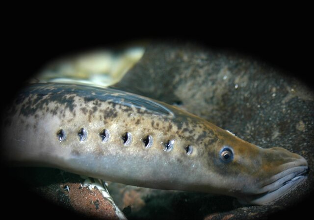 exposicao___lampreia