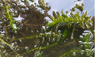 maio___dia_28___especies_invasoras___egeria_densa