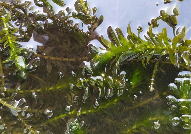 maio___dia_28___especies_invasoras___egeria_densa