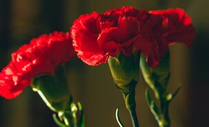 cravos_vermelhos_25_abril_2