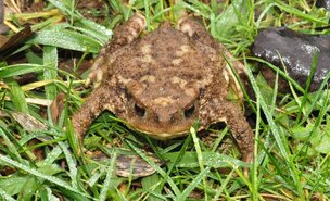 expo___ate_31_janeiro___o_sapo