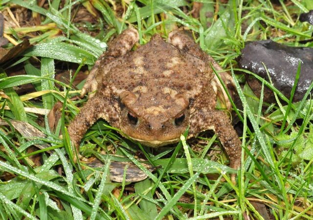 expo___ate_31_janeiro___o_sapo