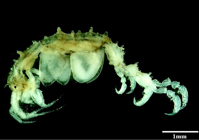 expo___5_marco___biodiversidade_aquatica