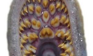 _O_trimestre_da_Lampreia_