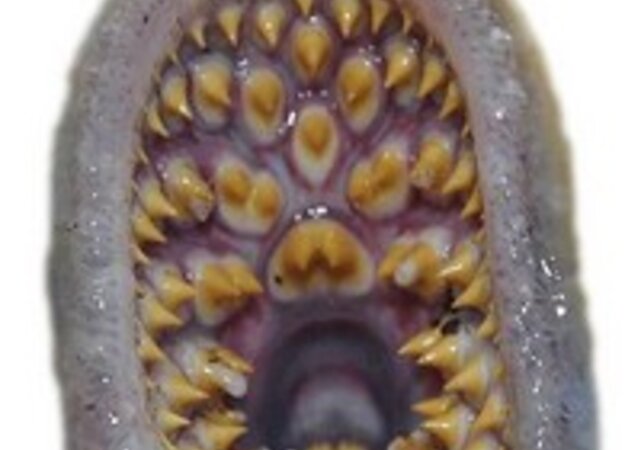 _O_trimestre_da_Lampreia_