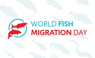 Diamundial_dos_peixes_migradores