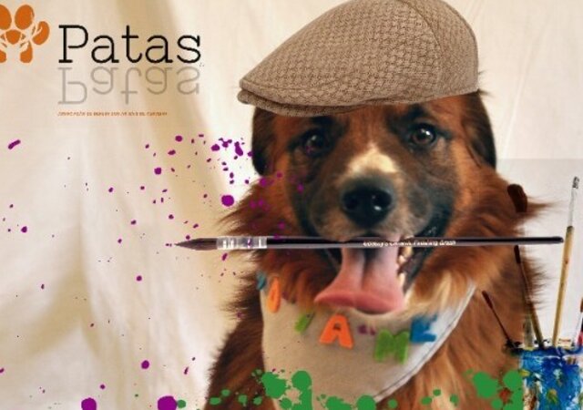 site_Animais_de_todos_e_de_ninguem