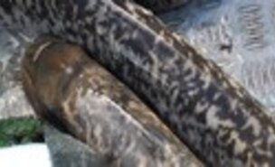 _Lampreia_do_Rio_Minho___Um_Prato_de_Excel_ncia__