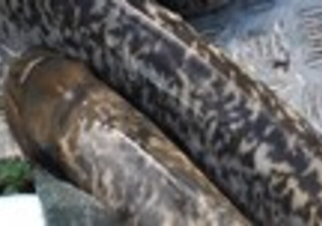 _Lampreia_do_Rio_Minho___Um_Prato_de_Excel_ncia__