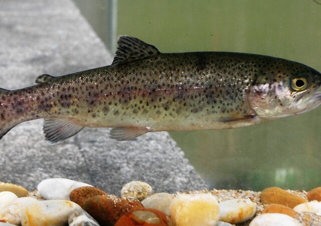 Truta_arco-_ris