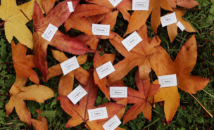 palavras_para_quie_vo_quero