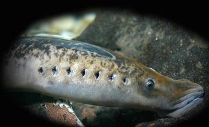 Lampreia