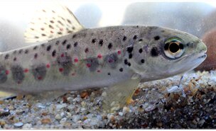 Truta_comum