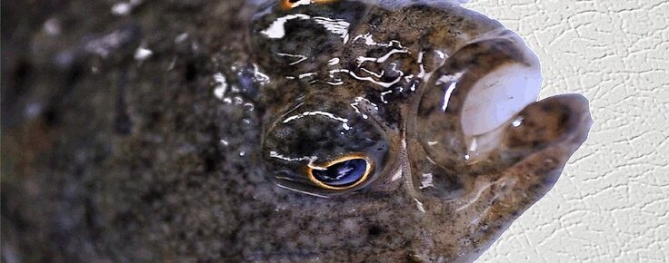 JULHO_-_EXPOSI__O_-_A_SOLHA