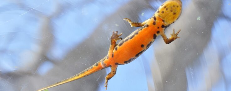 Trit_o_de_ventre_laranja