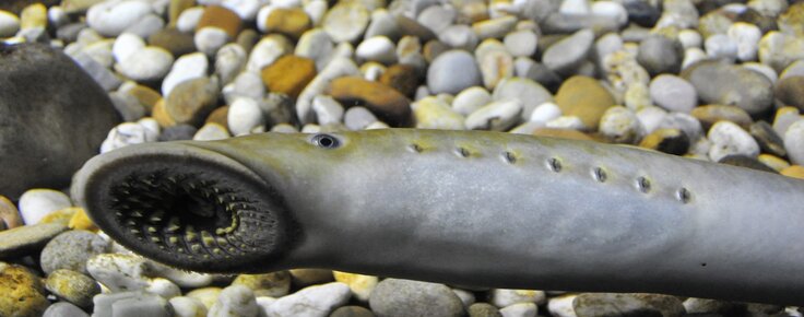 EXPOSI__O_JANEIRO_-_LAMPREIA