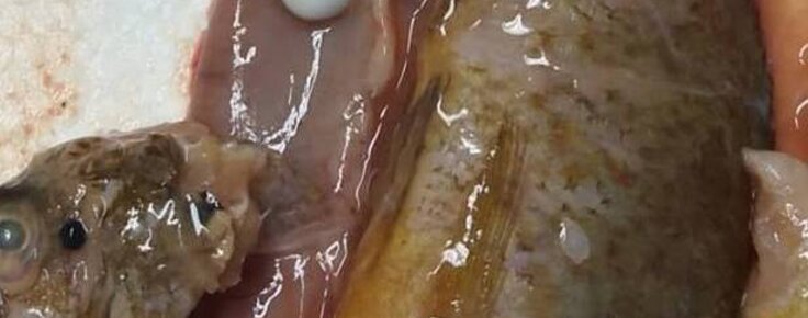 50091255_2133838863350057_6324503462650314752_n