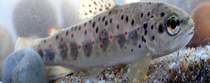 EXPOSI__O_TRUTA_COMUM