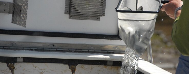 repovoamento_de_salmoes_no_rio_minho_24_de_maio_2019