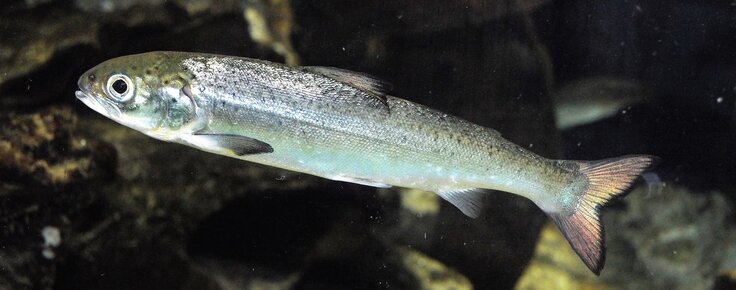 exposicao_bimestral_salmao