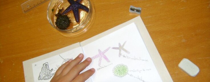 atividades_de_verao_balanco