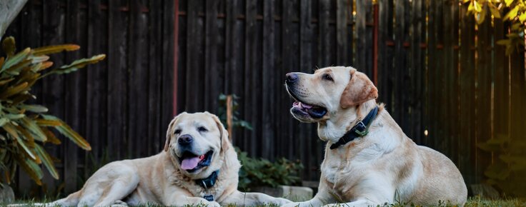 vacinacao_antirrabica_2019