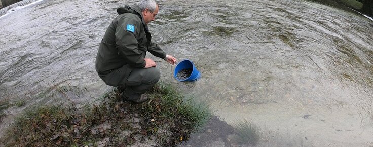 libertacao_de_salmoes_em_afluentes_do_rio_minho
