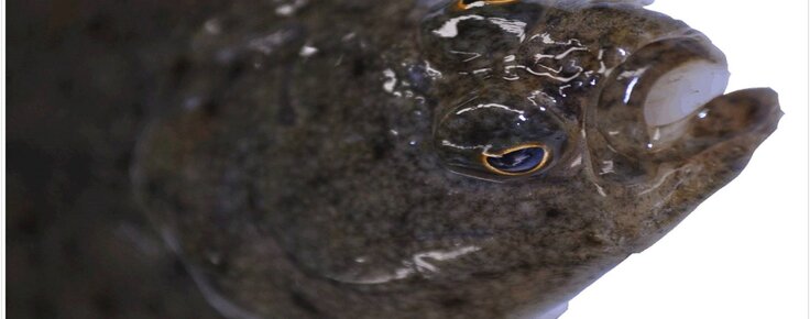 solha___exposicao_trimestral