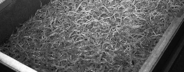 enguia___foto_de_meixoes