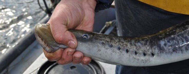 lampreia_a_pesca_ao_longo_dos_tempos_e_periodos_de_pesca