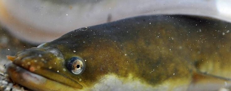 as_viagens_da_enguia